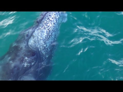 Горбатые киты у берегов Мозамбика (Восто