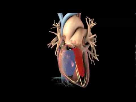 Hjärtats normala funktion