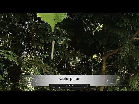 CATERPILLAR " HANGING " 2021 #0707