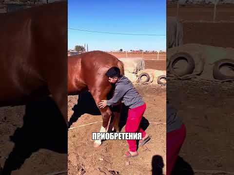 Лезет под БРЮХО незнакомого коня 🐎😱☠️