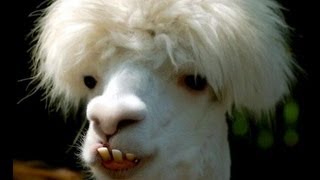 goats exe [h3h3productions]