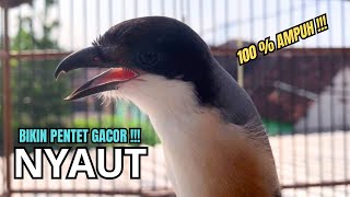 Download lagu burung cendet gacor EMOSI MATERI MEWAH buat PANCINGAN CENDET AGAR BUNYI bikin BURUNG PENTET GACOR mp3