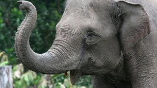 Elephant - My animal friends - Animals Documentary -Kids educational Videos