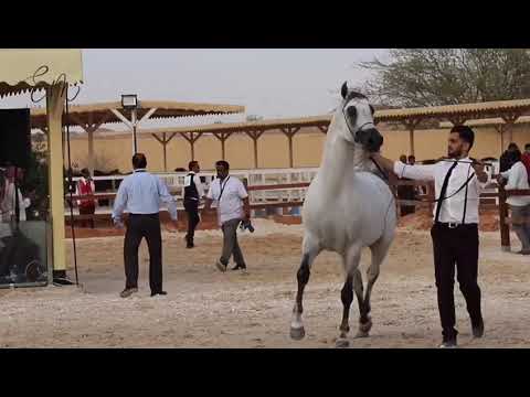 البطل الذهبي 🏆🥇اكستدريم  دريم 🥇🏆 وصاحب افضل حركة في بطولة الرياض 💙