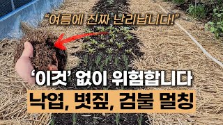 볏짚, 낙엽 검불 멀칭 왜 위험할까? 검불, 비닐 멀칭 전 꼭 알아야 할 위험요소