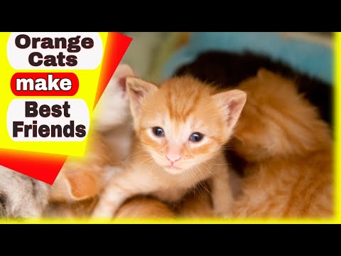 Orange Cats - Best Friends Are Orange Cats - Watch This!
