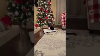 Elvis (the black cat) Understood The Assignment.🎄🐈‍⬛ #shorts
