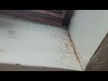 Acrobat Ants Nest in Bathroom Skylight in Holmdel, NJ