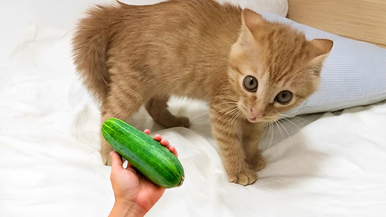 The Funniest Cats and Dogs Videos of 2024! 😹🐶 Funniest Pet Make You Unable To Stop Laughing