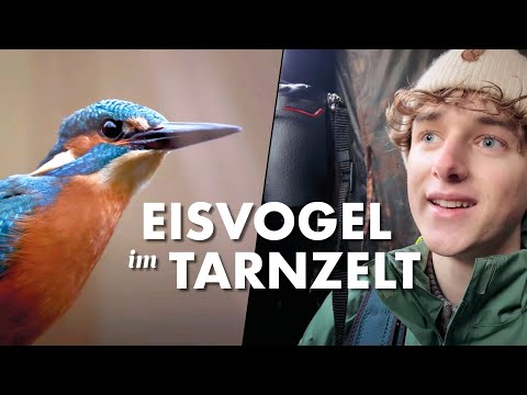 Fotografieren im Tarnzelt: Eisvögel an einem unerwarteten Ort