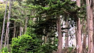 Elis Regina with Toots Thielemans - O Barquinho - The Mendocino Coast Botanical Gardens -