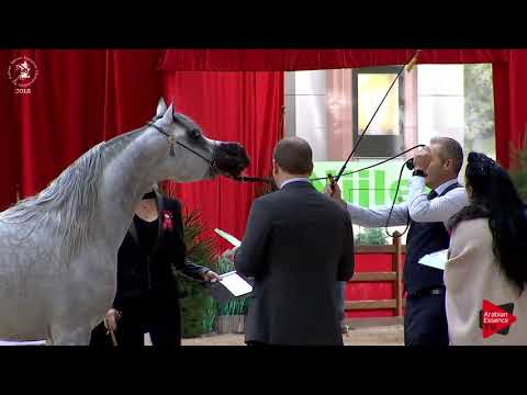N.167 SUNDOWN KA - Lier 2018 - 4-5 Years Old Stallions (Class 11)