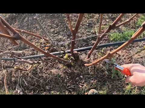 Vlog #19  Rebschnitt und Erziehungsformen, Hausstock, Falchbogen
