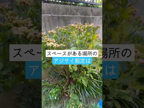 アジサイの葉が赤くなる理由 秋の間違い 鉢植えのアジサイのメンテナンス
