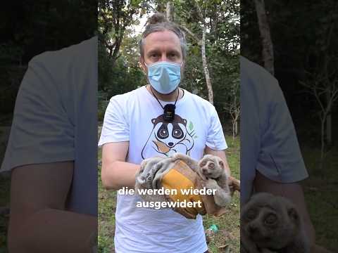 Im Einsatz für Plumploris #plumploris #artenschutz #auswilderung #zoo #tierschutz #bangladesh