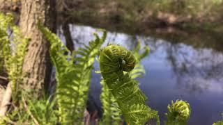 Fixing Carbon: The Carbon Cycle Solution to our Climate Crises