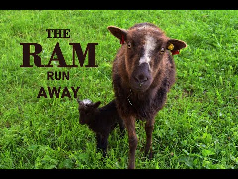 MORAVIAN BASTARDS - The Ram Run Away (OFFICIAL VIDEO)