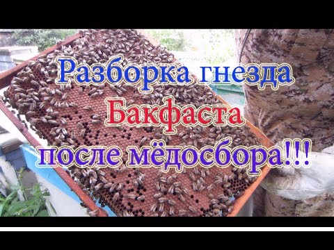 Часть 2. ОСМОТР СЕМЬИ БАКФАСТА ПО РАМОЧНО ПОСЛЕ ГЛАВНОГО МЕДОСБОРА🔥🔥🔥