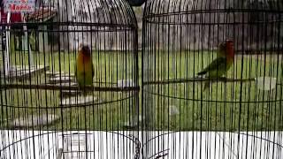 Download lagu Kicau Mania Duet Love Bird Gacor - Video mp3 Download lagu Kicau Mania Duet Love Bird Gacor - Video mp3