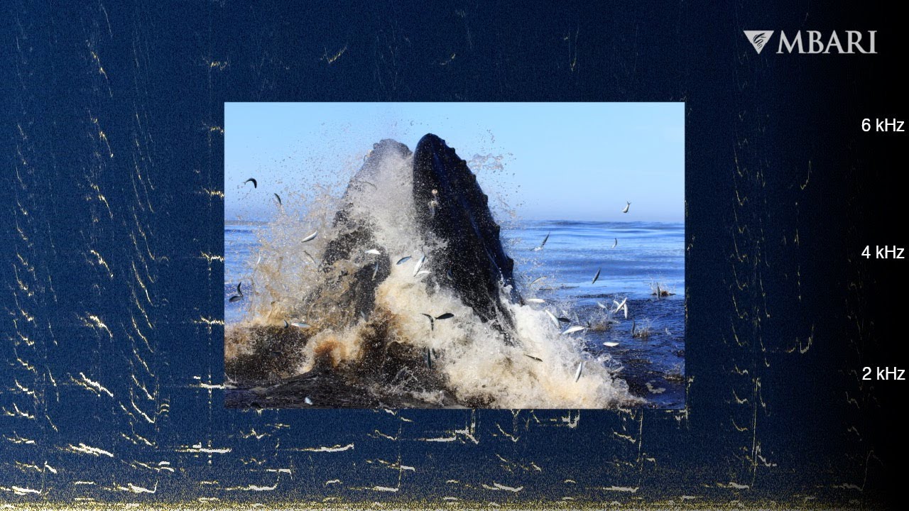 The Whale Civilization: 52 Hz, the Golden Spiral, and the Planet's Breath