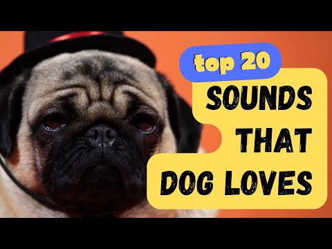 Top 20 Sounds that Dogs Love - Keep them tilting their heads for hours!
