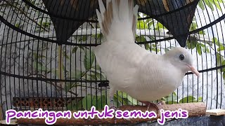 Download lagu Suara panggilan perkutut putih lurik lokal juga nyaut. mp3 Download lagu Suara panggilan perkutut putih lurik lokal juga nyaut. mp3
