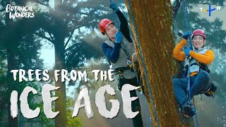 Conquering One of the World's Tallest Trees! ǀ Botanical Wonders