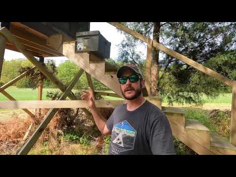 Scout Bees or Swarm Catch? (how to tell the difference)