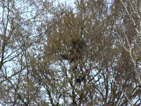 Krähen greifen ein Elsternest an