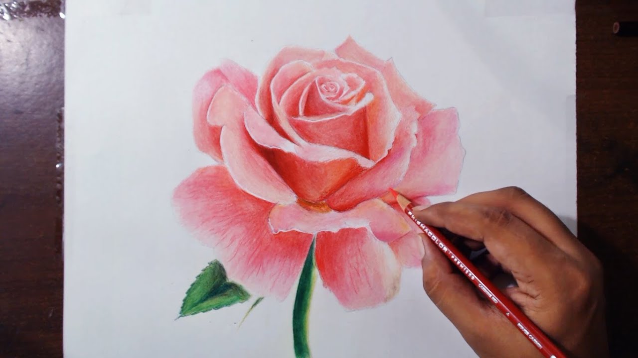 Rose Flower Drawing Tutorial by fadil - video 2