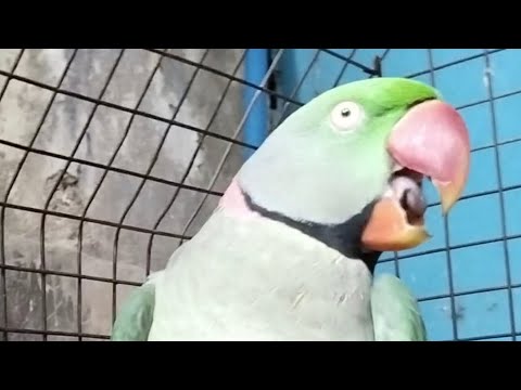 অদ্ভুত  অবাক করা এক টিয়াপাখি তার কথা শুনলে ঘুরে যাবে মাথা অসাধারণ পাহাড়ি চন্দনা।@krishik6549