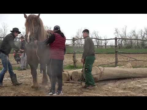 Armasarii lui Sebi de la Mediesu Aurit, Satu Mare - 2023 Nou!!!