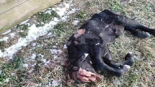 Calf born without face or eyes