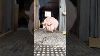 Rescue Pig Paulie says &quot;Go out in the rain? No thanks!&quot; #shorts #youtubeshorts