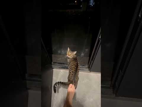 POV : Parfois tu as juste besoin d’un petit coup de pouce soutenant #chat #cat #pourtoi #humour