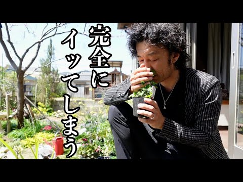 園芸 メドウゼラニウム