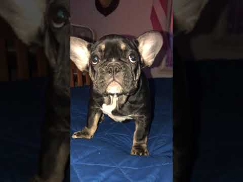 Black and tan Frenchie video on the bed so cute
