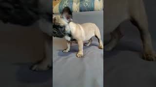 Video preview image #2 French Bulldog Puppy For Sale in KLEIN, TX, USA