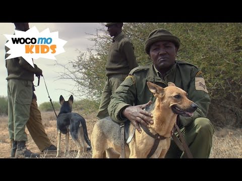 Mit Spürhunden gegen Wilderer | GEOlino-Reportage - Folge 43/50