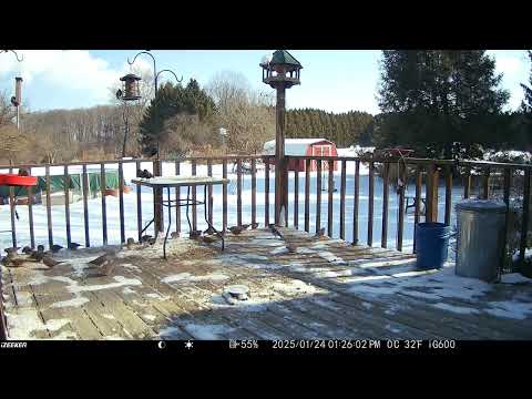 Starlings and doves all together on the deck. One blue jay among the other birds trail cam