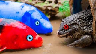 Funny Fish Videos ❤️ Rainbow Koi Fish Playing With Spaceships, Candy Teeth,Frogs Dj | Stop Motion