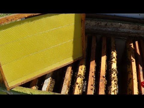 Вощина + сушка + пчела = расширению пасики