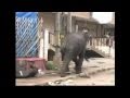 Deadly elephant rampage elephants run amok in the streets of southern India's Mysore