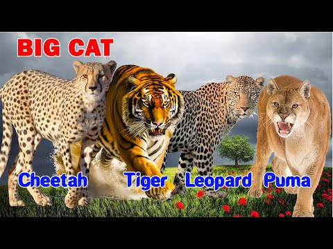 Big Cats 4K - Spectacular Scenes of Big Cats In Wild Nature | Tiger, Cheetah, Leopard, Puma