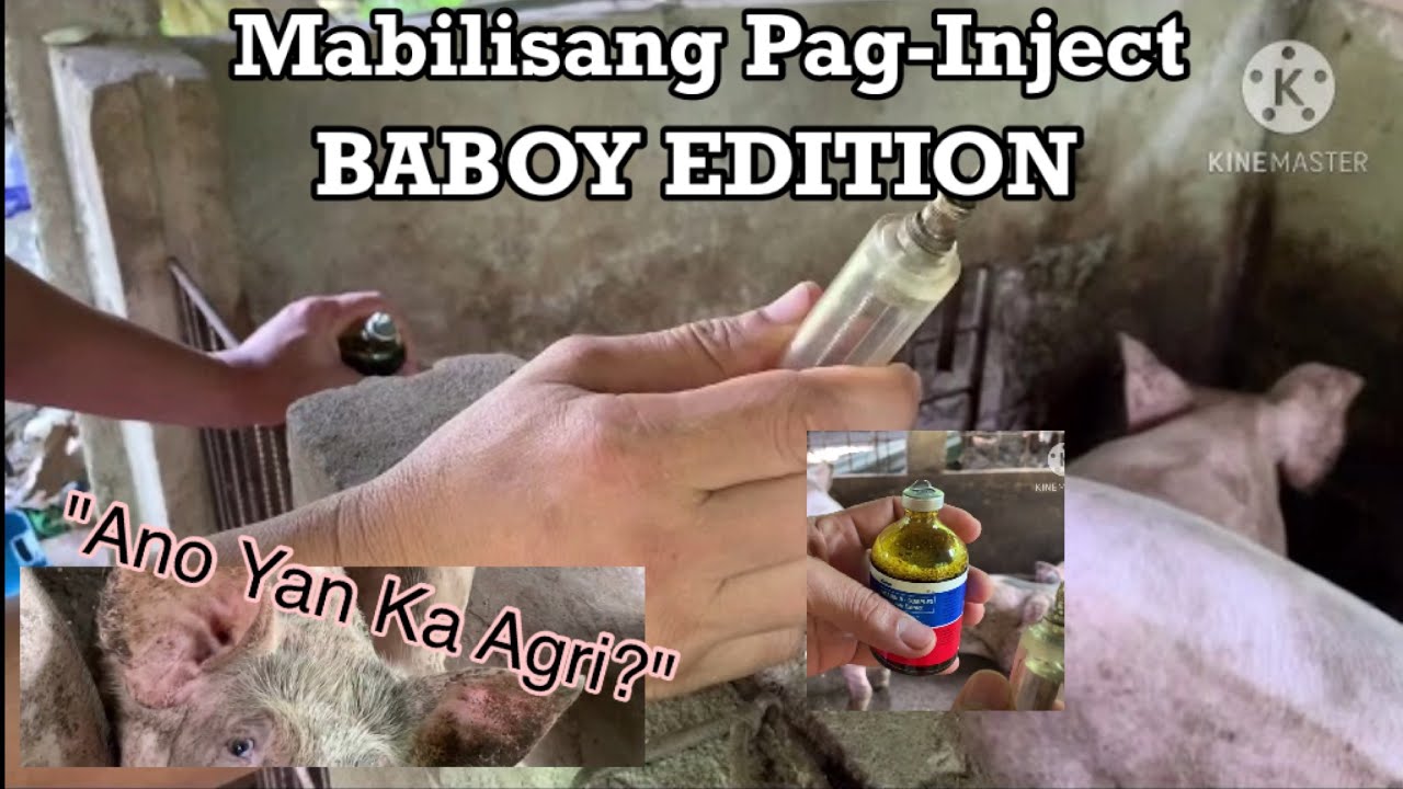 TIKNIK sa PAG-INJECT ng MALAKING BABOY VLOG#11