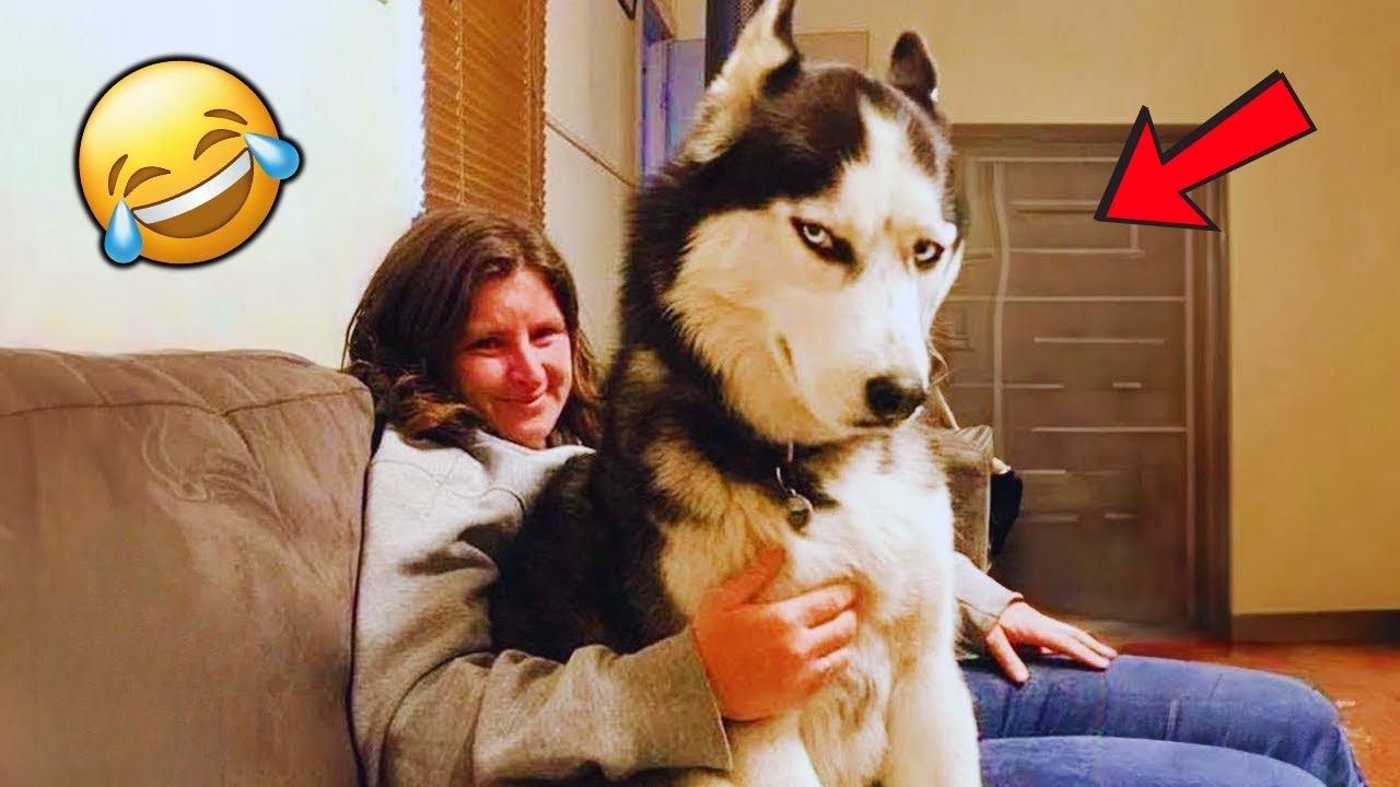 When Huskies Deserve an Oscar for Drama! 🎭🤣 Funniest Husky Moments 2025