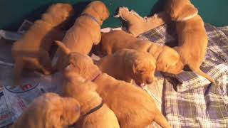 Video preview image #20 Labrador Retriever Puppy For Sale in WEST SALEM, WI, USA