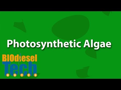 Phospholipids in Algae for Biodiesel Production-Snippet on TechNote 23