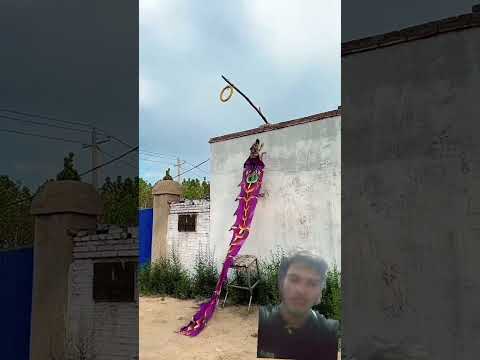 #song #entertainment #dogs #dog #dogshorts #viral #love