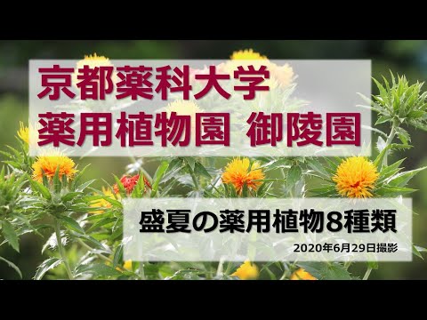 【京都薬科大学】薬用植物園 御陵園 第3弾「盛夏の薬用植物」
